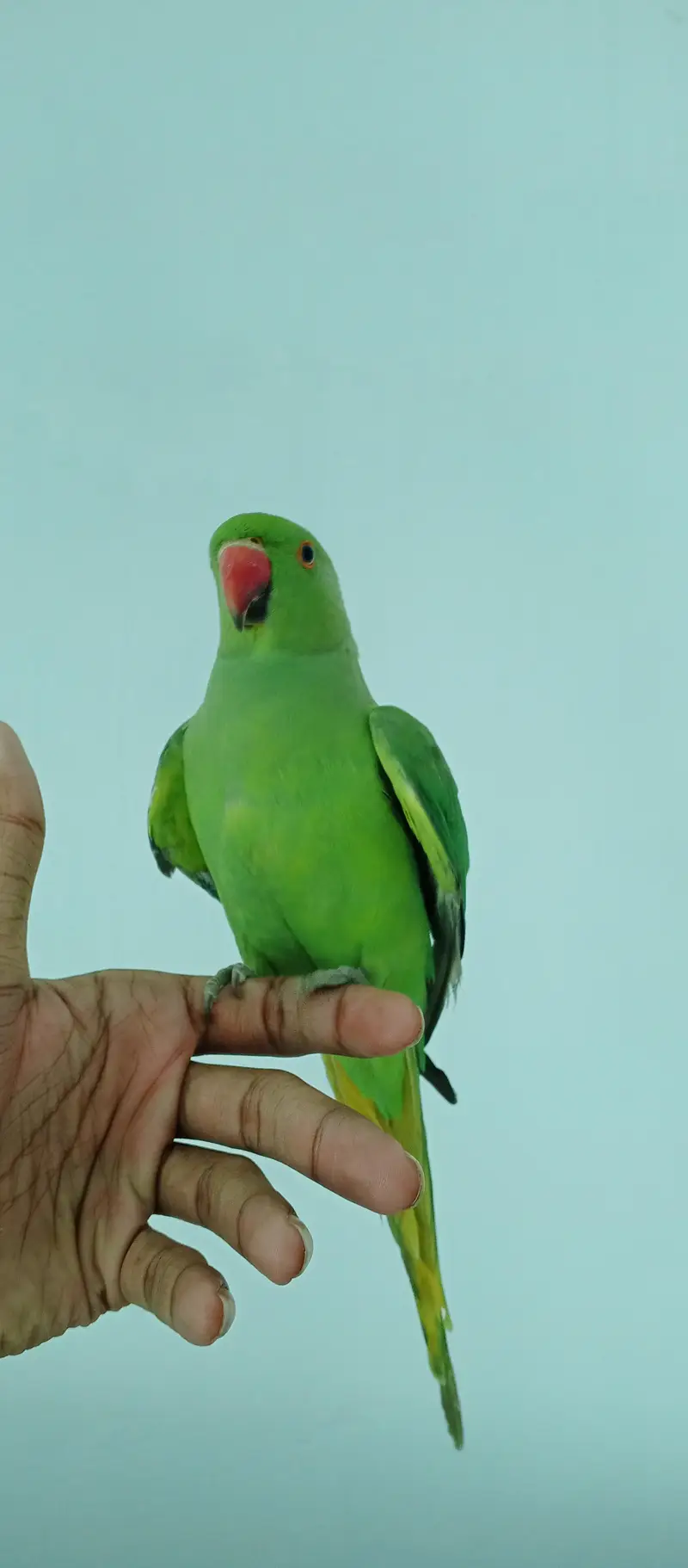 Green parrot tame — photo 2