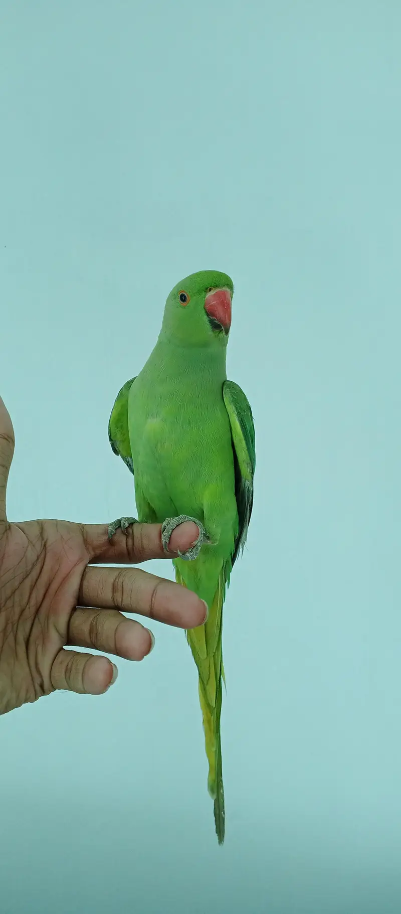 Green parrot tame — photo 3