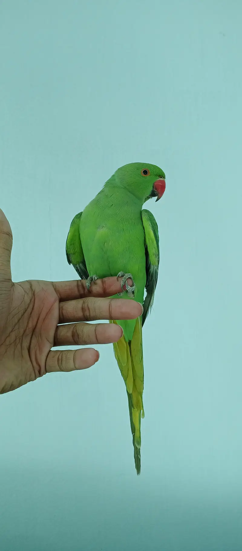 Green parrot tame — photo 4