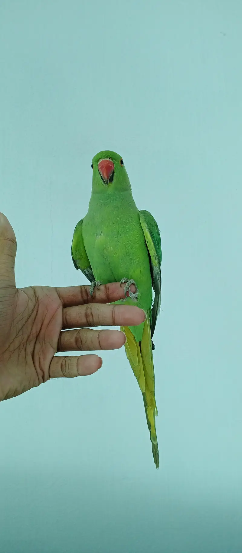Green parrot tame — photo 5