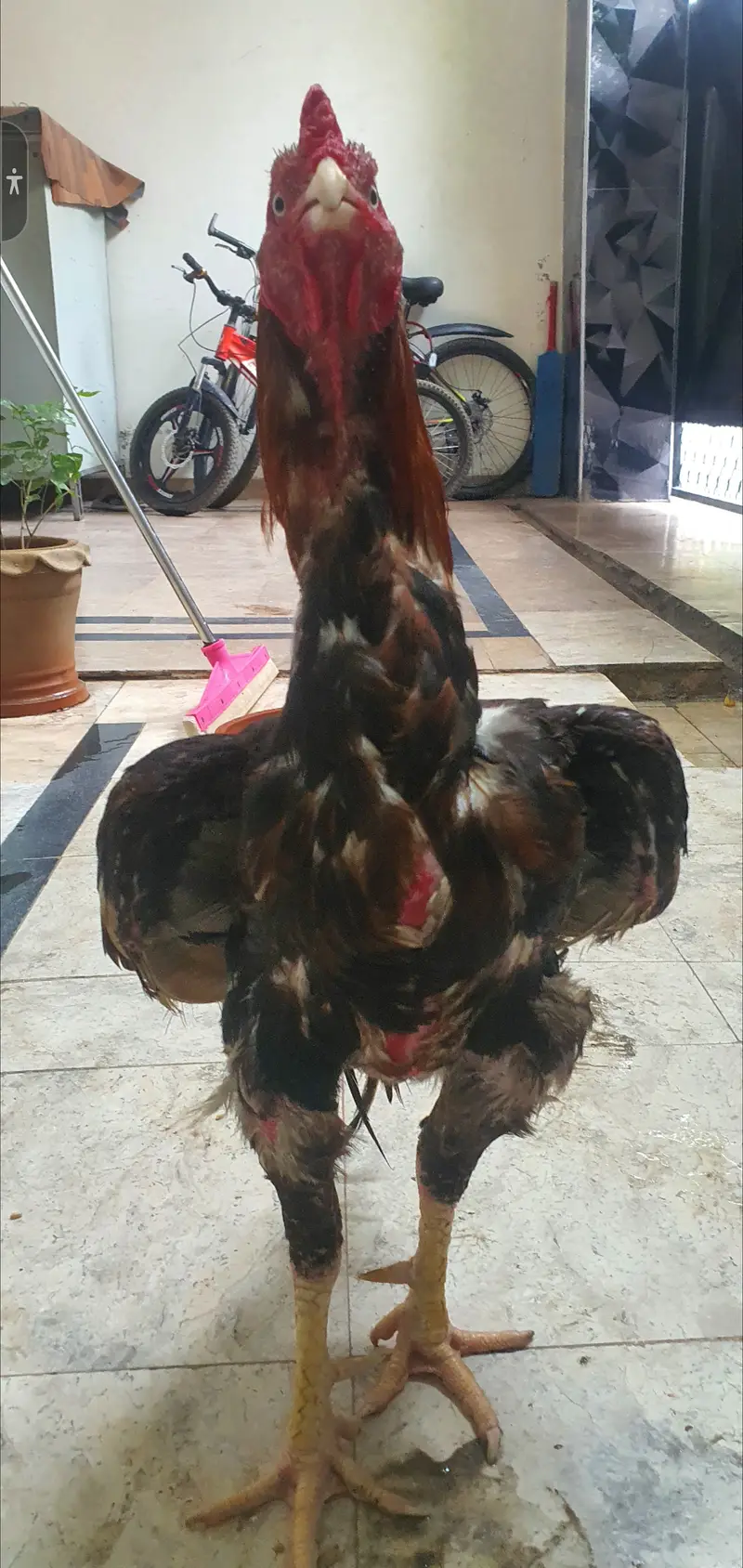 Pure mianwali aseel old blood line breeder — photo 3