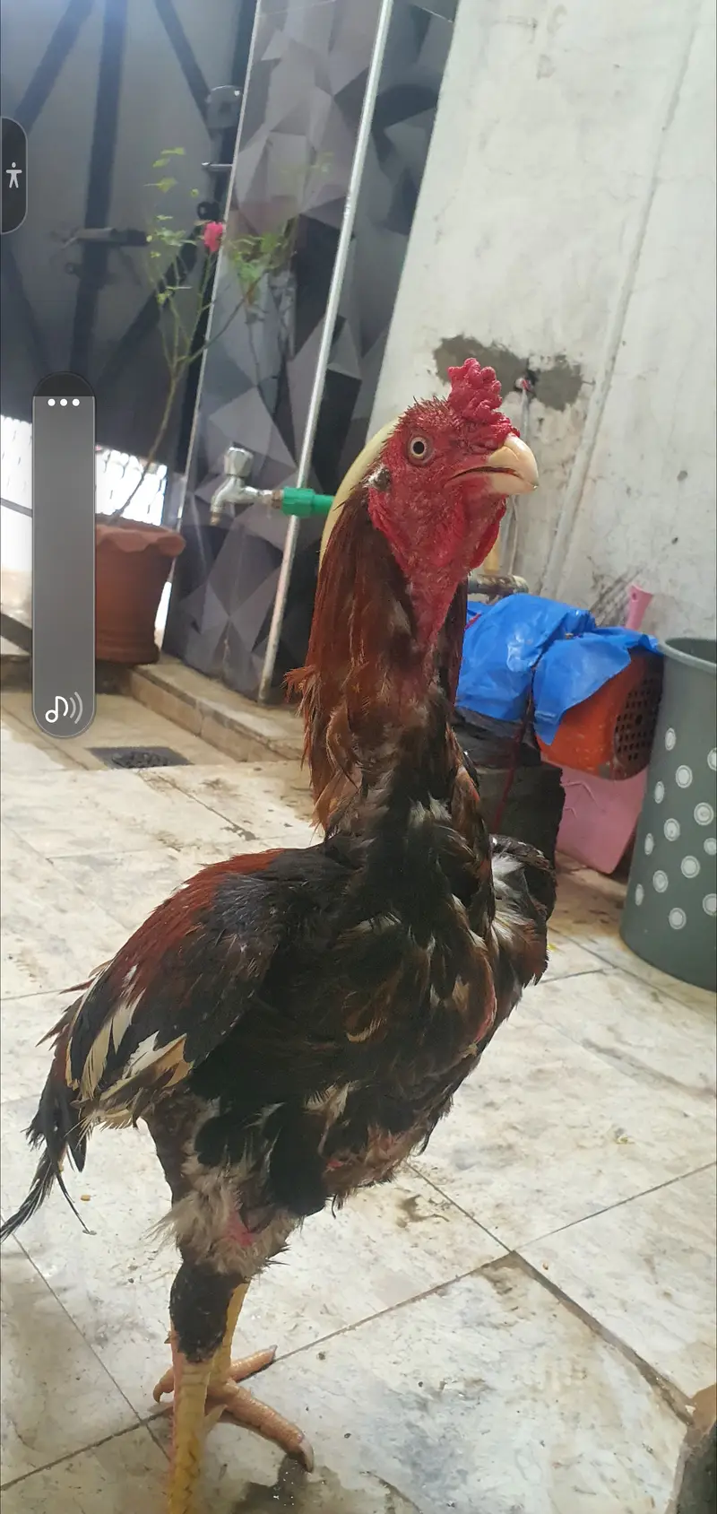 Pure mianwali aseel old blood line breeder — photo 4