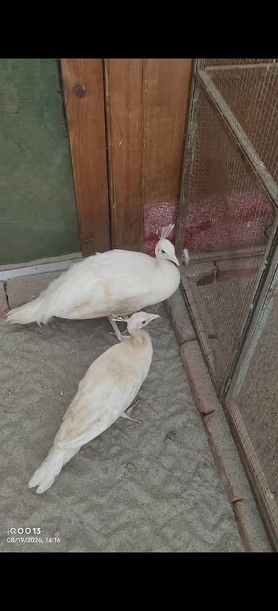 WHITE PEACOCK CHICKS PAIR 7 MONTH AGE