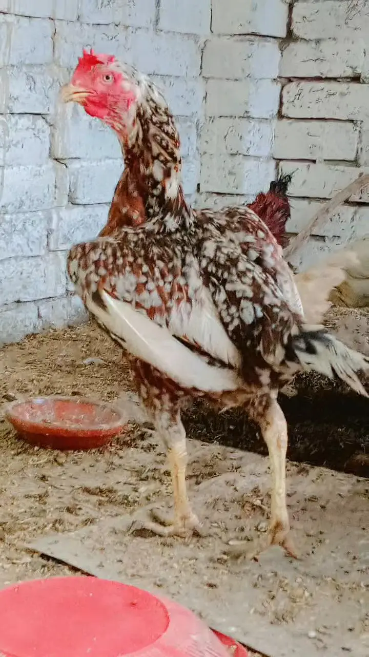 Aseel Jawa anday wali Murghi or desi mirghiyan or murghay — photo 2