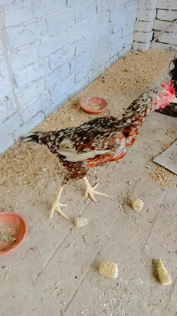 Aseel Jawa anday wali Murghi or desi mirghiyan or murghay — photo 5