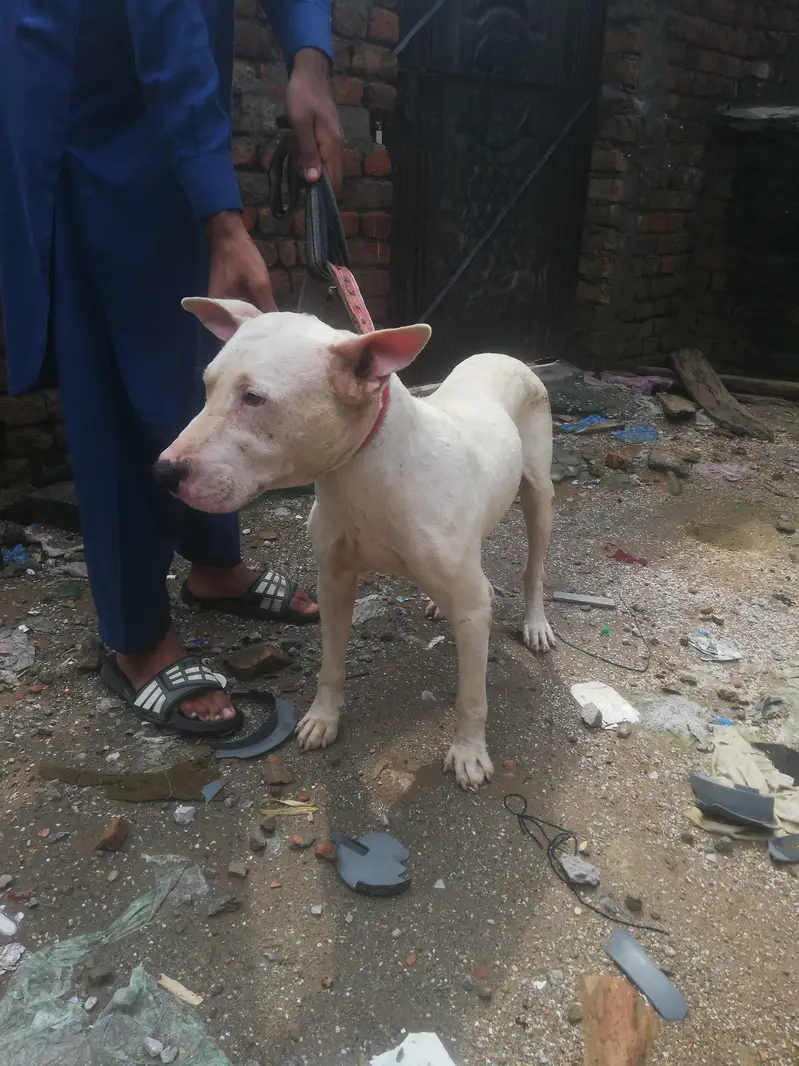 gultair dog male 18 month old — photo 3