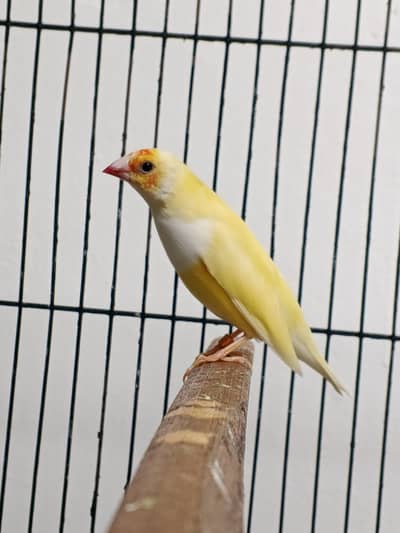 Latino female age one year