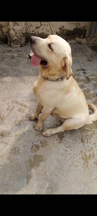 Labrador for cell