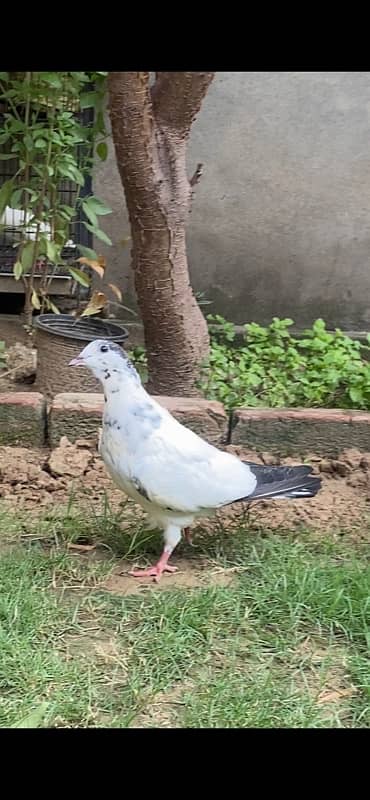 aseel