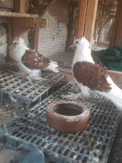 frill chicks