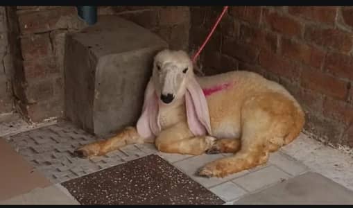 Desi kajla Male urgent sale