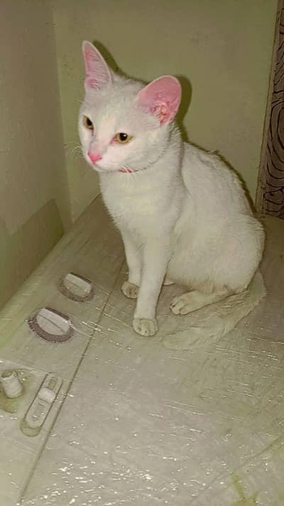 kitten sell