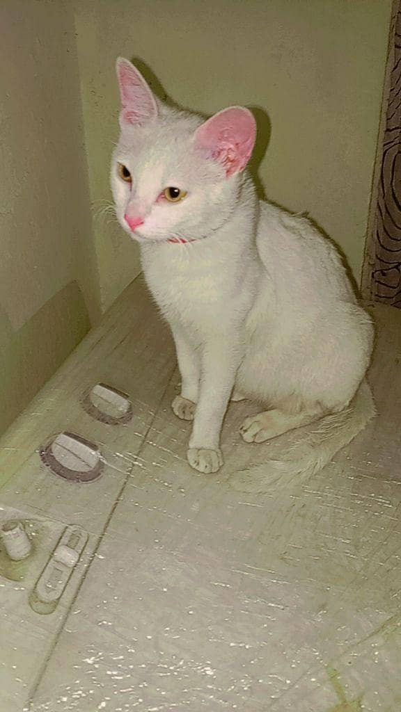 kitten sell 0