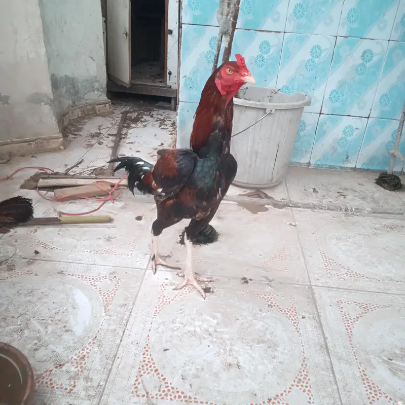 pair arjant sall — photo 2