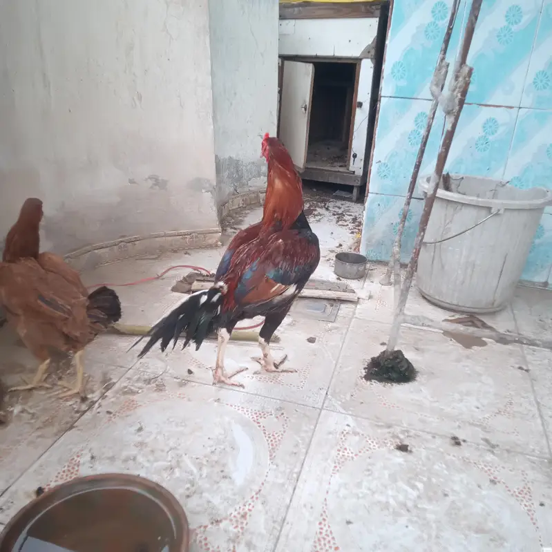 pair arjant sall — photo 3
