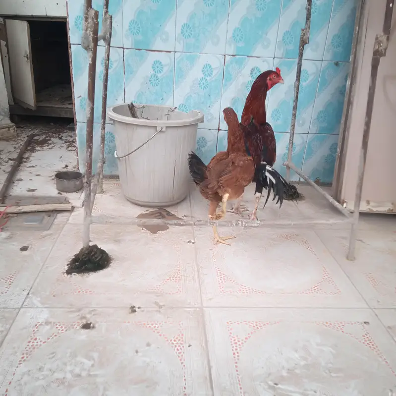 pair arjant sall — photo 4