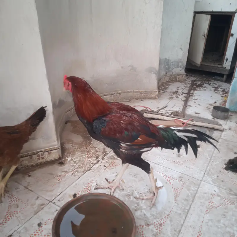 pair arjant sall — photo 5