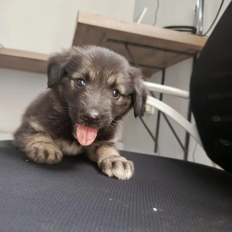 German shepherd puppy — photo 2