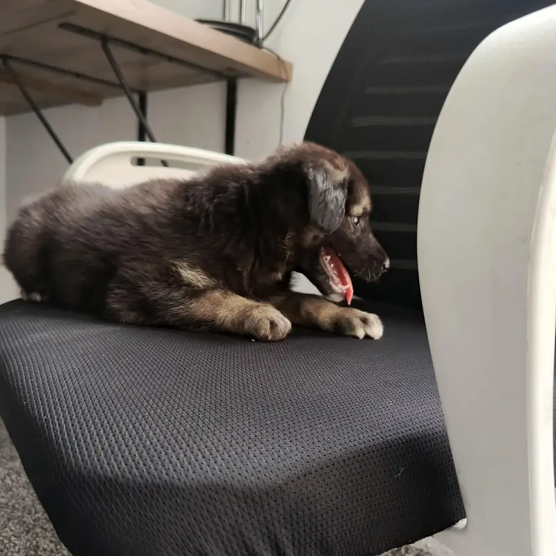 German shepherd puppy — photo 3