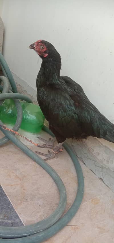 mashallah top quality black  Miawali mushki Madi wait eyes main hn