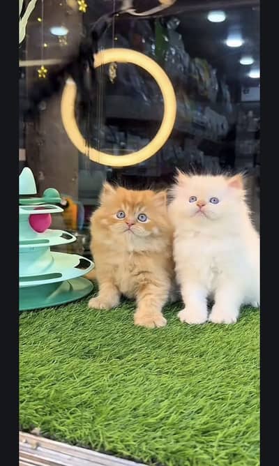 Persian kittens  whstp// 03704///602310///
