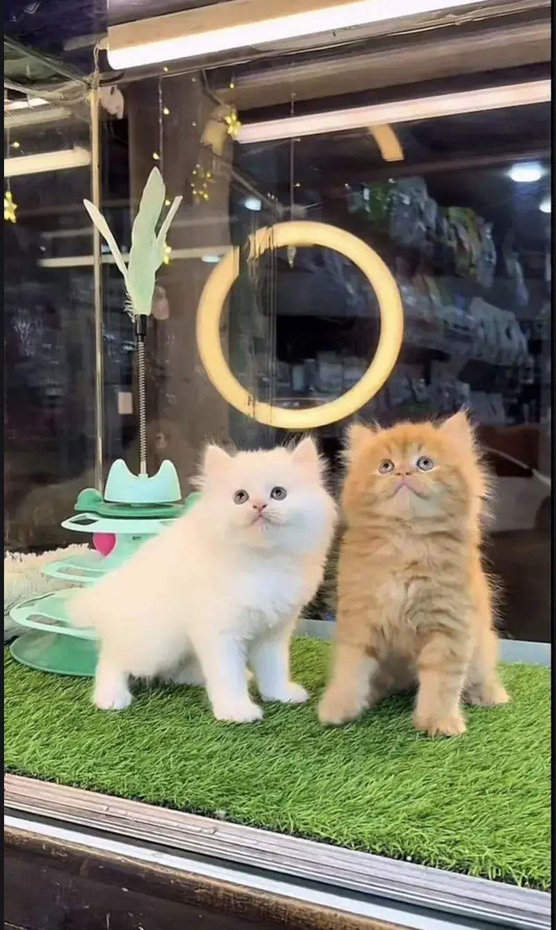 Persian kittens  whstp// 03704///602310/// — photo 2