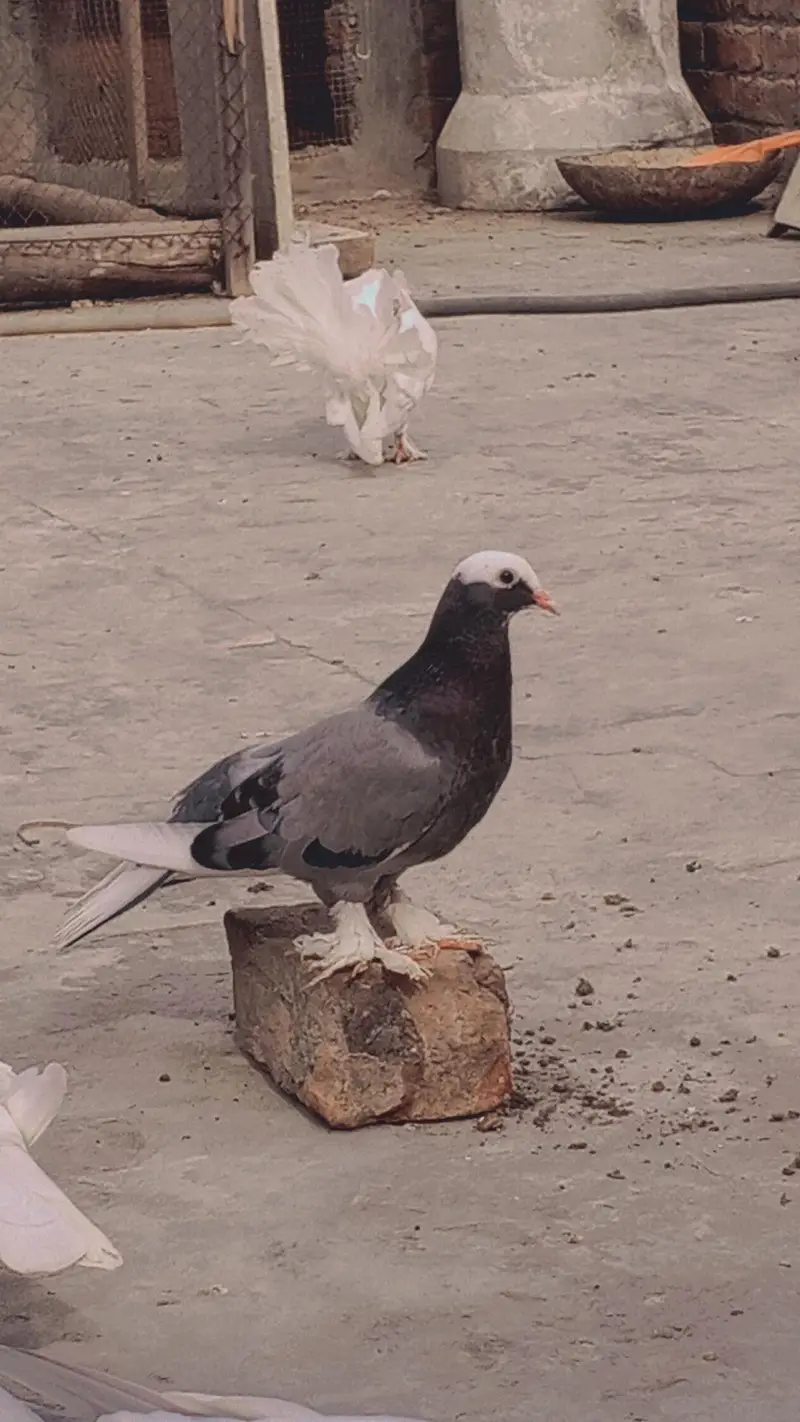 aseel wleati murgi — photo 9