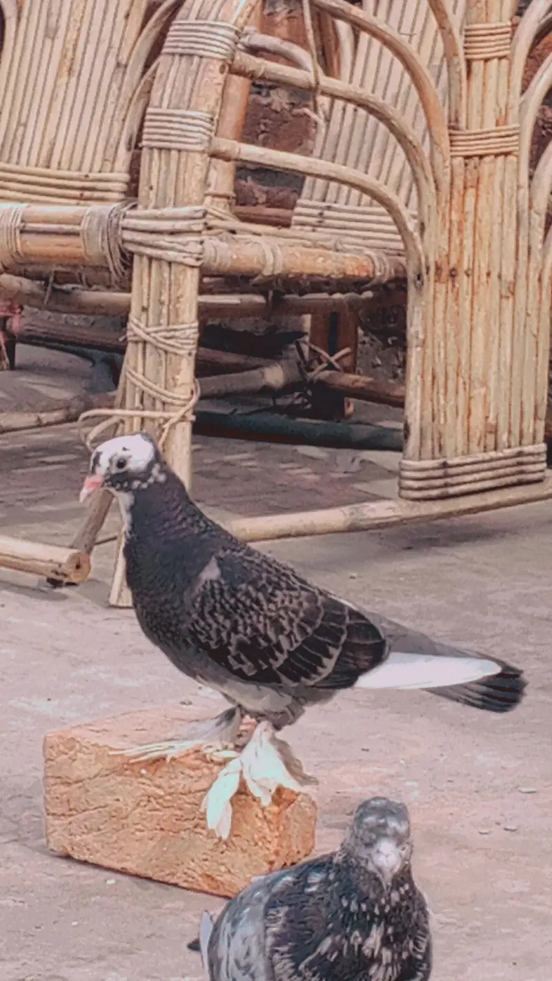 aseel wleati murgi — photo 10
