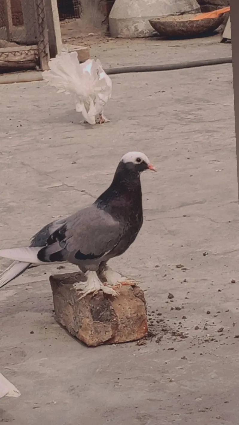 aseel wleati murgi — photo 11