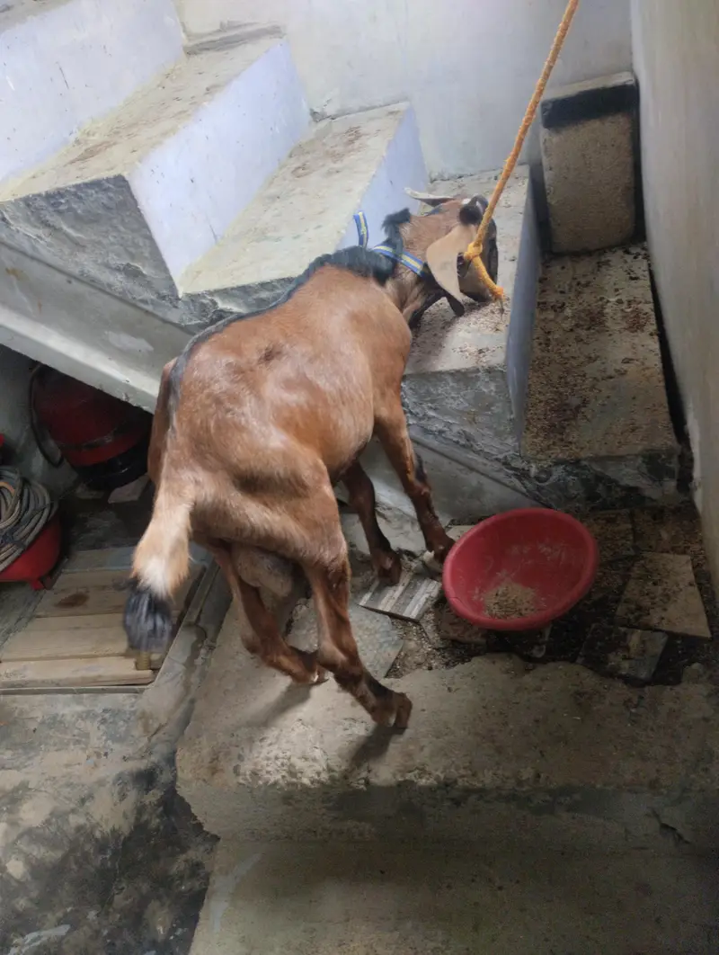 bkra he — photo 2