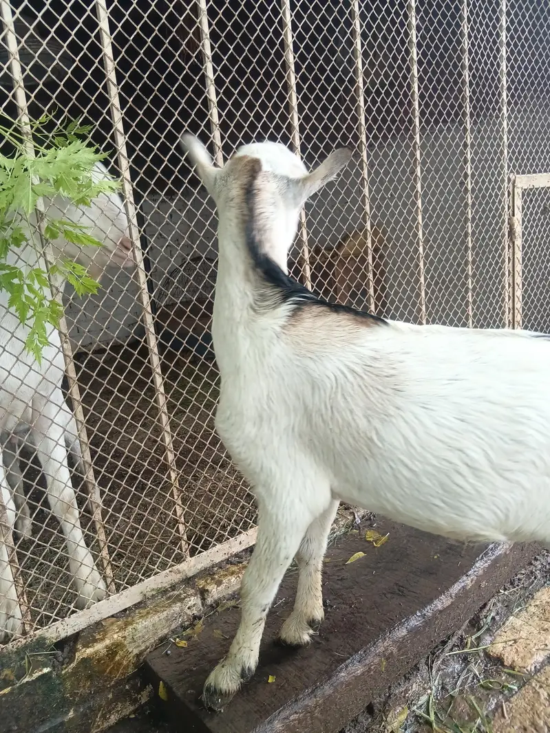 ablak — photo 3