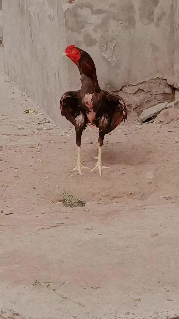 Aseel morga miawali hen — photo 7