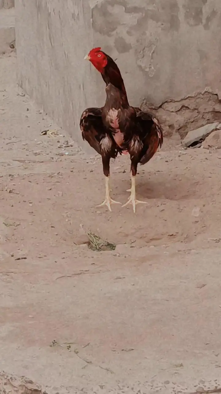 Aseel morga miawali hen — photo 8