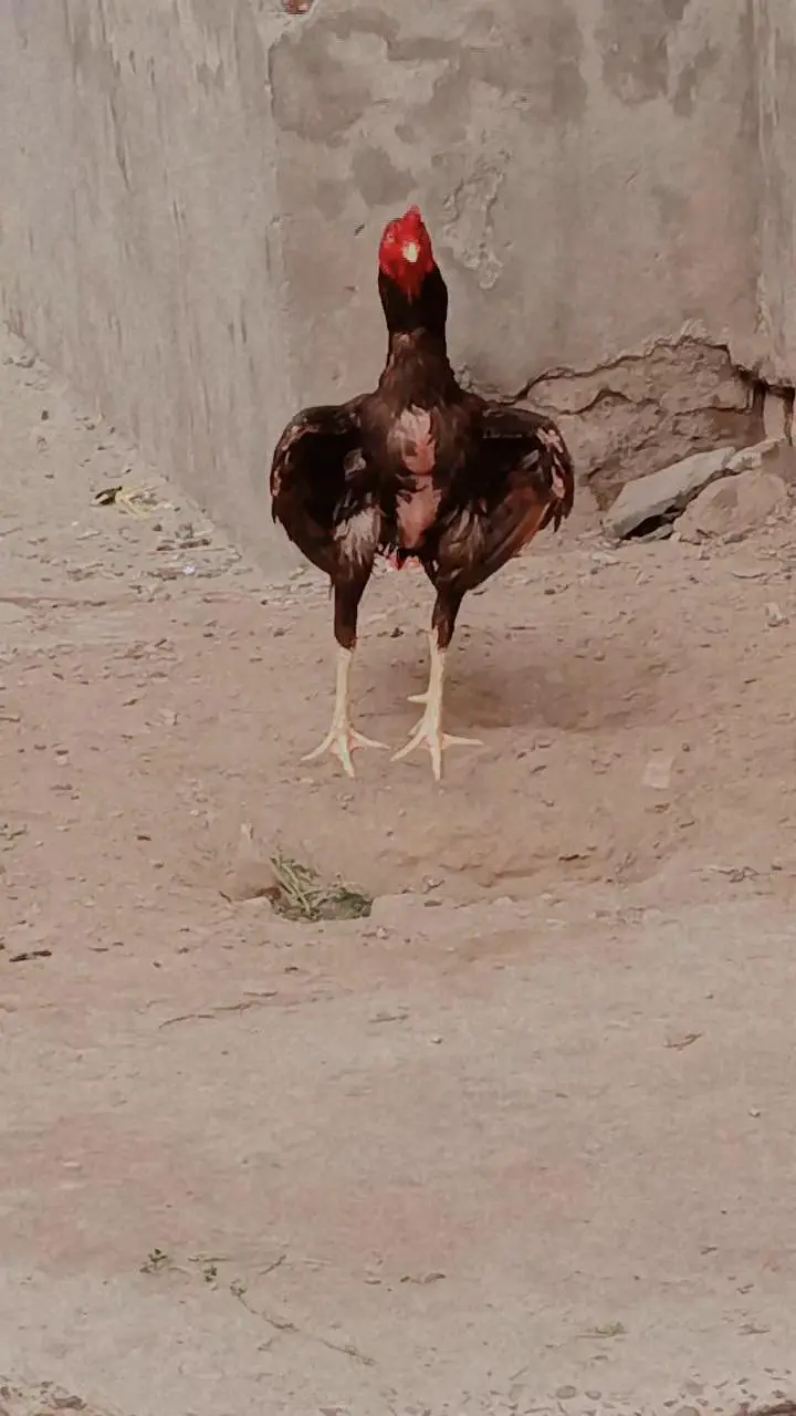Aseel morga miawali hen — photo 9