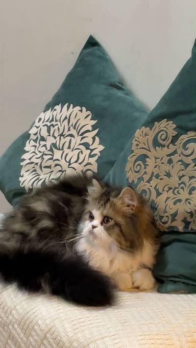 Russian cat for sale