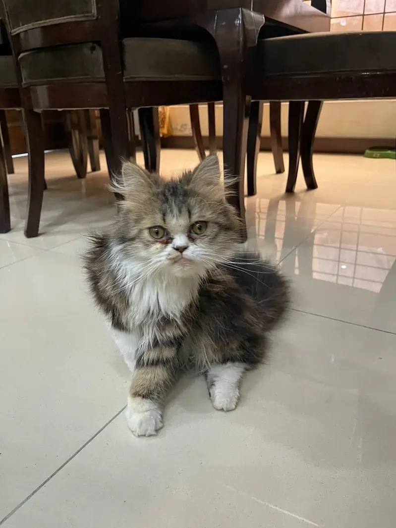 Russian cat for sale — photo 2