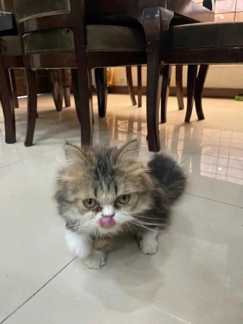 Russian cat for sale — photo 3