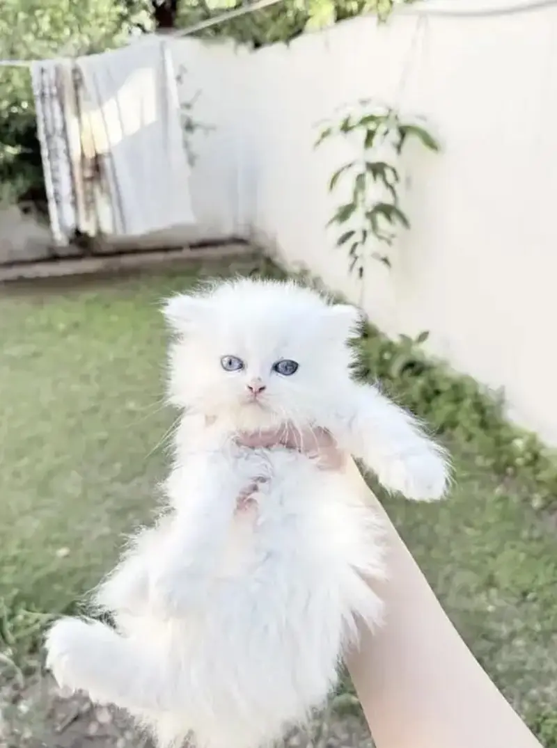 Persian kittens  whstp// 03704///602310/// — photo 3
