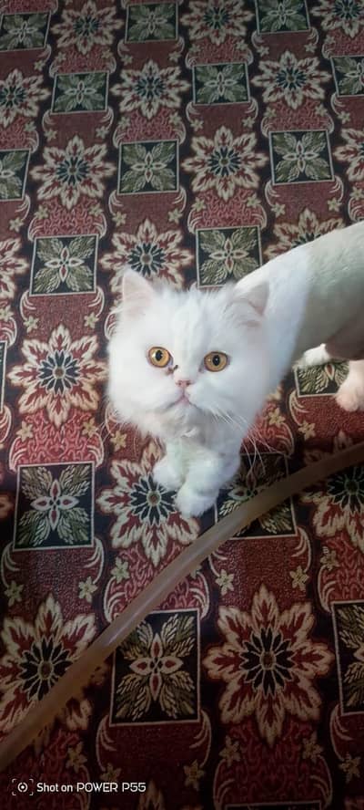 Ppersian kittens triple coated Persian kittens for sale