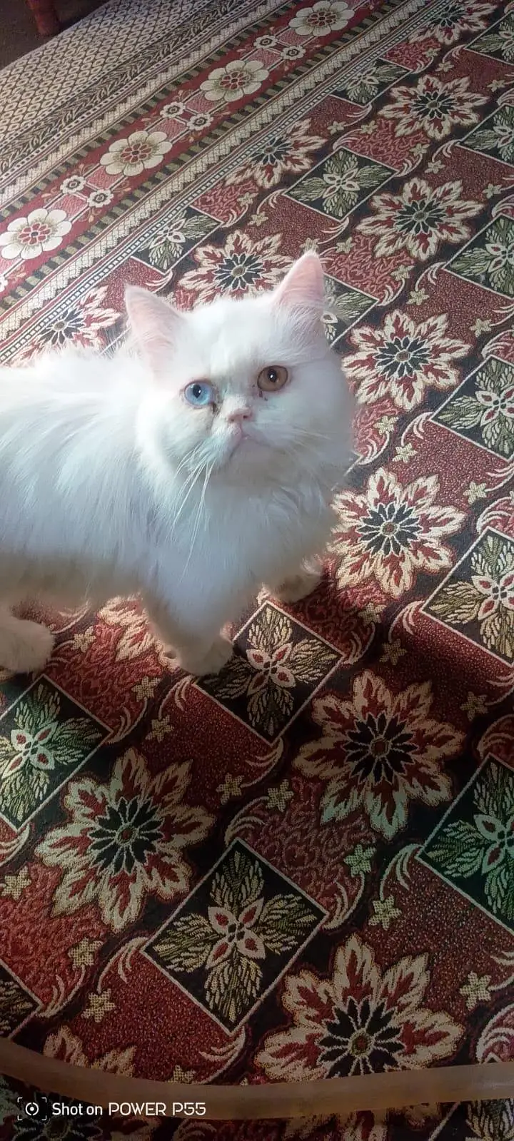 Ppersian kittens triple coated Persian kittens for sale — photo 2