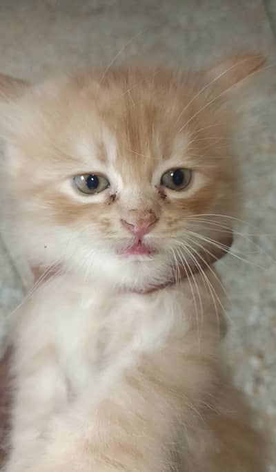 Kiten 4 sale