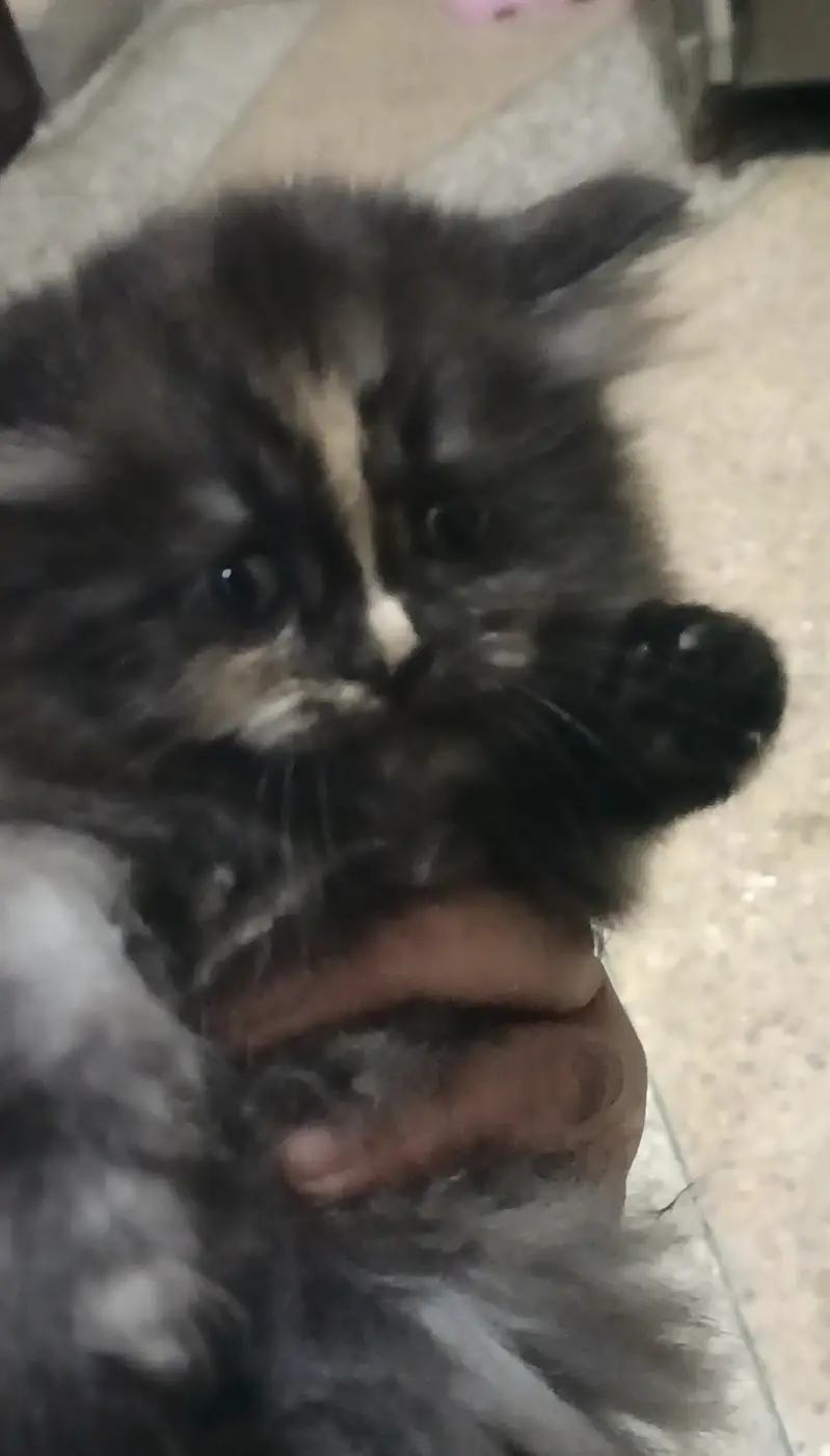 Kiten 4 sale — photo 2
