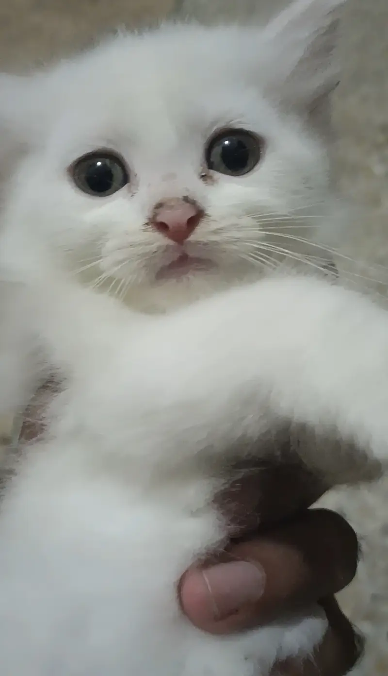 Kiten 4 sale — photo 3