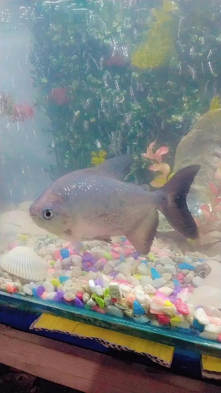 FISH EQURUAM — photo 5