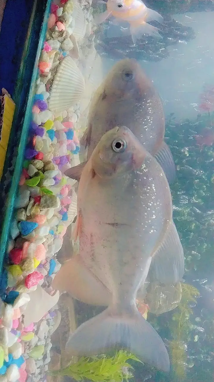 FISH EQURUAM — photo 6