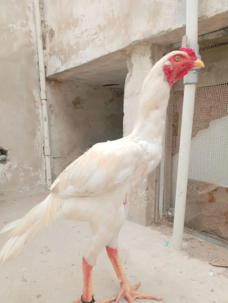aseel shamo — photo 3