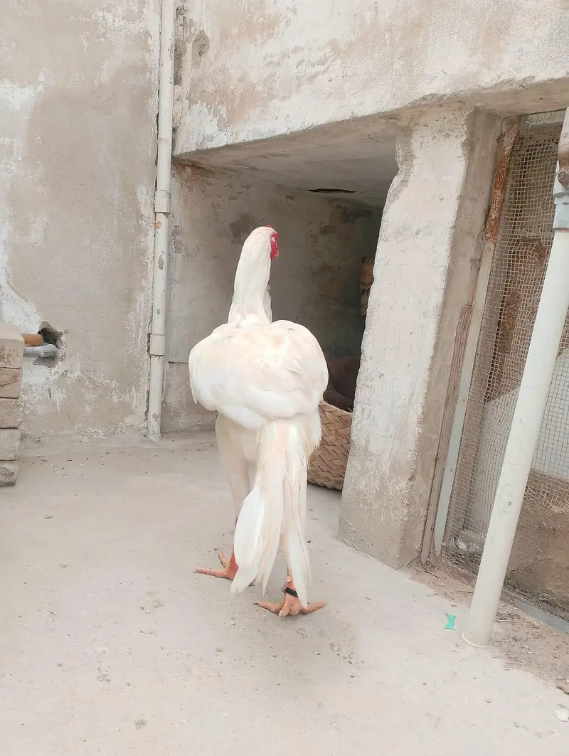 aseel shamo — photo 4