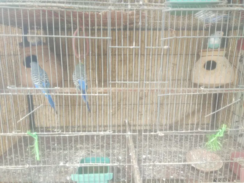 sab piar breading par ha darba ka sat sell karna ha 4 kaloni ka darba — photo 2