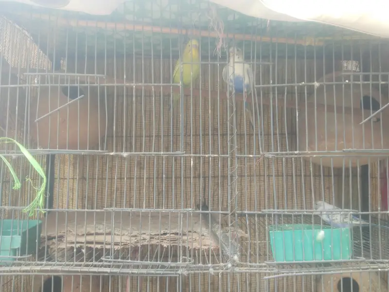 sab piar breading par ha darba ka sat sell karna ha 4 kaloni ka darba — photo 3