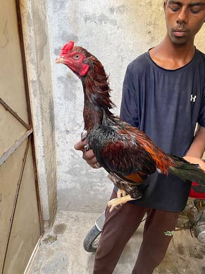 aseel murga for sale